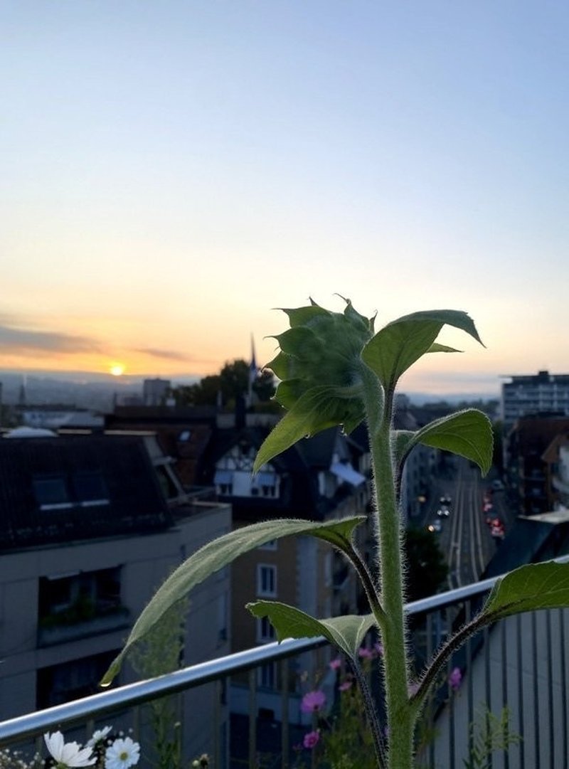 Foto 5 von Zurich